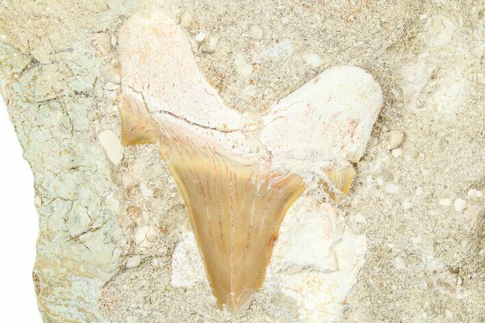 Otodus Shark Tooth Fossil in Rock - Morocco #376141